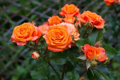 Rare Orange Rose Seeds