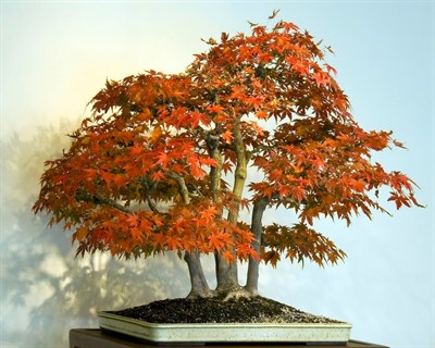 Buy Double Shaded Bonsai Maple Tree Seeds from Fresco Seeds at the Best Prices online in Pakistan, Quick Delivery and Easy Returns only at The Nature's Store, Best organic and natural Bonsai Tree Seeds and Bonsai Tree Seeds, Fresco Seeds (Brand) in Pakistan, 