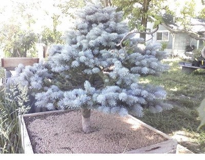 Buy Bonsai Blue Spruce Seeds from Fresco Seeds at the Best Prices online in Pakistan, Quick Delivery and Easy Returns only at The Nature's Store, Best organic and natural Bonsai Tree Seeds and Bonsai Tree Seeds, Fresco Seeds (Brand) in Pakistan, 