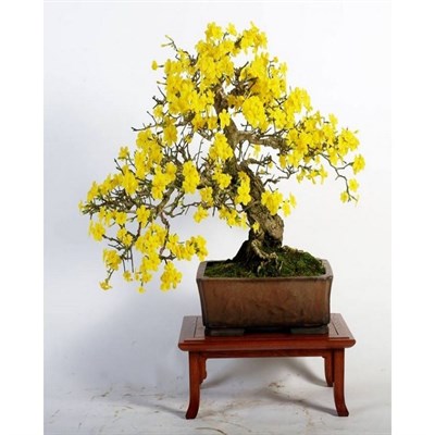 Buy Bonsai Yellow Jasmine Tree Seeds from Fresco Seeds at the Best Prices online in Pakistan, Quick Delivery and Easy Returns only at The Nature's Store, Best organic and natural Bonsai Flower Seeds and Bonsai Flower Seeds, Fresco Seeds (Brand) in Pakistan, 