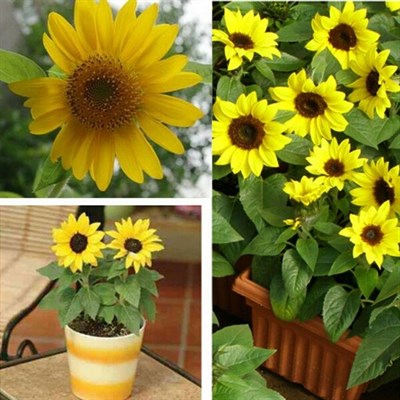 Buy Bonsai Potted Dwarf Sunflower Seeds from Fresco Seeds at the Best Prices online in Pakistan, Quick Delivery and Easy Returns only at The Nature's Store, Best organic and natural Bonsai Flower Seeds and Bonsai Flower Seeds, Fresco Seeds (Brand) in Pakistan, 