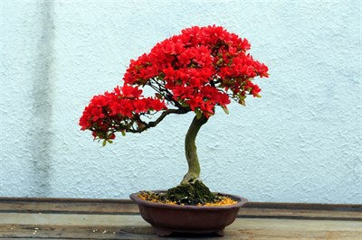 Buy Red Azalea Seeds (Bonsai Family) from Fresco Seeds at the Best Prices online in Pakistan, Quick Delivery and Easy Returns only at The Nature's Store, Best organic and natural Bonsai Flower Seeds and Bonsai Flower Seeds, Fresco Seeds (Brand) in Pakistan, 