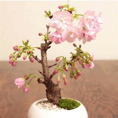 Buy Cherry Bonsai Potted Garden Seeds from Fresco Seeds at the Best Prices online in Pakistan, Quick Delivery and Easy Returns only at The Nature's Store, Best organic and natural Bonsai Flower Seeds and Bonsai Flower Seeds, Fresco Seeds (Brand) in Pakistan, 