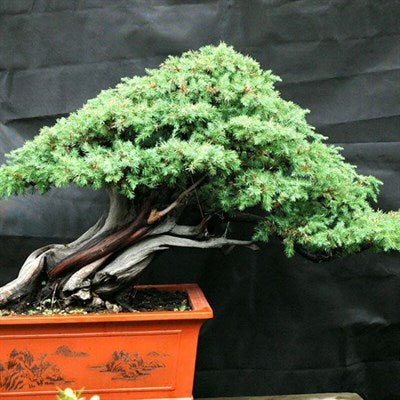 Buy Cypress Bonsai Tree from Fresco Seeds at the Best Prices online in Pakistan, Quick Delivery and Easy Returns only at The Nature's Store, Best organic and natural Bonsai Tree Seeds and Bonsai Tree Seeds, Fresco Seeds (Brand) in Pakistan, 
