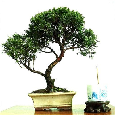 Buy Bonsai Cypress Tree Seeds from Fresco Seeds at the Best Prices online in Pakistan, Quick Delivery and Easy Returns only at The Nature's Store, Best organic and natural Bonsai Tree Seeds and Bonsai Tree Seeds, Fresco Seeds (Brand) in Pakistan, 