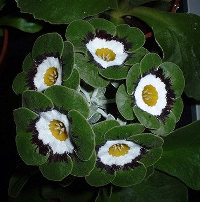 Buy European Primrose Primula Malacoides Seeds from Fresco Seeds at the Best Prices online in Pakistan, Quick Delivery and Easy Returns only at The Nature's Store, Best organic and natural Flower Seeds and Flower Seeds, Fresco Seeds (Brand) in Pakistan, 