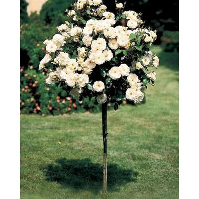 Buy White Rose Tree Seeds from Fresco Seeds at the Best Prices online in Pakistan, Quick Delivery and Easy Returns only at The Nature's Store, Best organic and natural Tree Seeds and Fresco Seeds (Brand), Tree Seeds in Pakistan, 