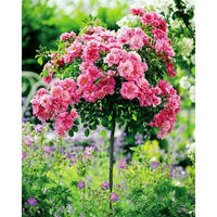 Pink Rose Tree Seeds
