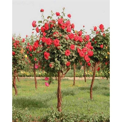 Buy Red Rose Tree Seeds from Fresco Seeds at the Best Prices online in Pakistan, Quick Delivery and Easy Returns only at The Nature's Store, Best organic and natural Tree Seeds and Fresco Seeds (Brand), Tree Seeds in Pakistan, 