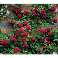 Buy Explosion Climbing Rose Garden Seeds from Fresco Seeds at the Best Prices online in Pakistan, Quick Delivery and Easy Returns only at The Nature's Store, Best organic and natural Vine Seeds and Fresco Seeds (Brand), Vine Seeds in Pakistan, 