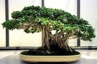 Buy Bungeana Bonsai Tree Seeds from Fresco Seeds at the Best Prices online in Pakistan, Quick Delivery and Easy Returns only at The Nature's Store, Best organic and natural Bonsai Tree Seeds and Bonsai Tree Seeds, Fresco Seeds (Brand) in Pakistan, 
