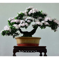 Buy Rare Bonsai White Azalea Seeds from Fresco Seeds at the Best Prices online in Pakistan, Quick Delivery and Easy Returns only at The Nature's Store, Best organic and natural Bonsai Flower Seeds and Bonsai Flower Seeds, Fresco Seeds (Brand) in Pakistan, 