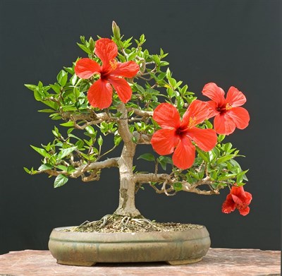 Buy Bonsai Red Hibiscus Plant Seeds from Fresco Seeds at the Best Prices online in Pakistan, Quick Delivery and Easy Returns only at The Nature's Store, Best organic and natural Bonsai Flower Seeds and Bonsai Flower Seeds, Fresco Seeds (Brand) in Pakistan, 