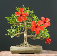 Buy Bonsai Red Hibiscus Plant Seeds from Fresco Seeds at the Best Prices online in Pakistan, Quick Delivery and Easy Returns only at The Nature's Store, Best organic and natural Bonsai Flower Seeds and Bonsai Flower Seeds, Fresco Seeds (Brand) in Pakistan, 
