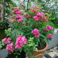 Buy Zipaoyudai Potted Rose Seeds from Fresco Seeds at the Best Prices online in Pakistan, Quick Delivery and Easy Returns only at The Nature's Store, Best organic and natural Flower Seeds and Flower Seeds, Fresco Seeds (Brand) in Pakistan, 
