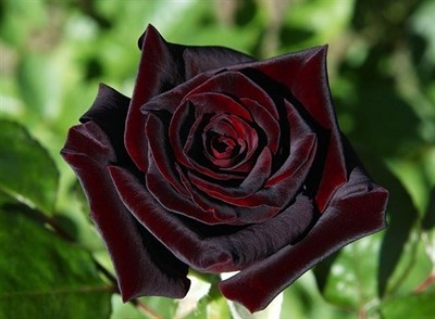 Buy Australian Black Baccara Rose Seeds from Fresco Seeds at the Best Prices online in Pakistan, Quick Delivery and Easy Returns only at The Nature's Store, Best organic and natural Flower Seeds and Flower Seeds, Fresco Seeds (Brand) in Pakistan, 