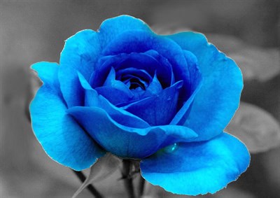 Blue Rose Seeds