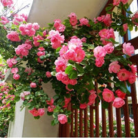 Buy Climbing Rose Multiflora Perennia Seeds from Fresco Seeds at the Best Prices online in Pakistan, Quick Delivery and Easy Returns only at The Nature's Store, Best organic and natural Vine Seeds and Fresco Seeds (Brand), Vine Seeds in Pakistan, 