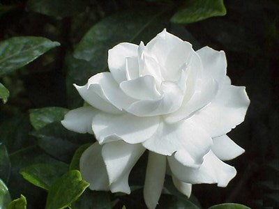 Buy White Gardenia Rose Seeds from Fresco Seeds at the Best Prices online in Pakistan, Quick Delivery and Easy Returns only at The Nature's Store, Best organic and natural Flower Seeds and Flower Seeds, Fresco Seeds (Brand) in Pakistan, 