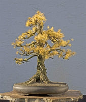 Buy European Larch Bonsai Tree Seeds from Fresco Seeds at the Best Prices online in Pakistan, Quick Delivery and Easy Returns only at The Nature's Store, Best organic and natural Bonsai Tree Seeds and Bonsai Tree Seeds, Fresco Seeds (Brand) in Pakistan, 