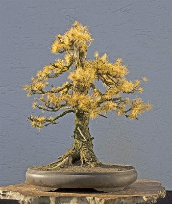 Buy European Larch Bonsai Tree Seeds from Fresco Seeds at the Best Prices online in Pakistan, Quick Delivery and Easy Returns only at The Nature's Store, Best organic and natural Bonsai Tree Seeds and Bonsai Tree Seeds, Fresco Seeds (Brand) in Pakistan, 