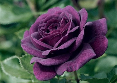 Australian Purple Rose Seeds
