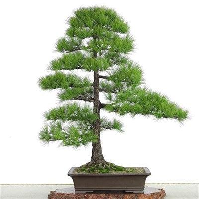 Buy Bonsai Tree Seeds Bag from Fresco Seeds at the Best Prices online in Pakistan, Quick Delivery and Easy Returns only at The Nature's Store, Best organic and natural Bonsai Tree Seeds and Bonsai Tree Seeds, Fresco Seeds (Brand) in Pakistan, 