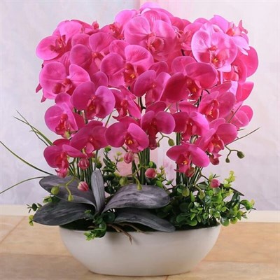 Buy Bonsai Potted Phalaenopsis Seeds from Fresco Seeds at the Best Prices online in Pakistan, Quick Delivery and Easy Returns only at The Nature's Store, Best organic and natural Bonsai Flower Seeds and Bonsai Flower Seeds, Fresco Seeds (Brand) in Pakistan, 