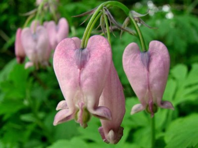 Buy Bleeding Heart Pacific from Fresco Seeds at the Best Prices online in Pakistan, Quick Delivery and Easy Returns only at The Nature's Store, Best organic and natural Flower Seeds and Flower Seeds, Fresco Seeds (Brand) in Pakistan, 