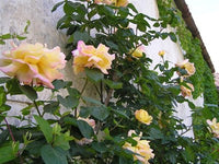 Buy Peace Climbing Rose Seeds from Fresco Seeds at the Best Prices online in Pakistan, Quick Delivery and Easy Returns only at The Nature's Store, Best organic and natural Vine Seeds and Fresco Seeds (Brand), Vine Seeds in Pakistan, 