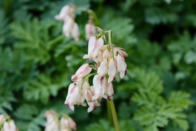 Buy Bleeding Heart Pearl Drops from Fresco Seeds at the Best Prices online in Pakistan, Quick Delivery and Easy Returns only at The Nature's Store, Best organic and natural Flower Seeds and Flower Seeds, Fresco Seeds (Brand) in Pakistan, 