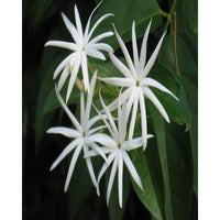 Buy Angel Wing Jasmine Seeds from Fresco Seeds at the Best Prices online in Pakistan, Quick Delivery and Easy Returns only at The Nature's Store, Best organic and natural Flower Seeds and Flower Seeds, Fresco Seeds (Brand) in Pakistan, 