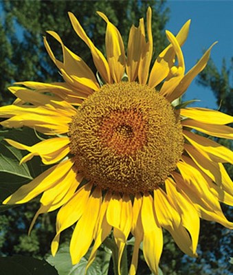 Buy Sunflower Pikes Peak Seeds from Fresco Seeds at the Best Prices online in Pakistan, Quick Delivery and Easy Returns only at The Nature's Store, Best organic and natural Flower Seeds and Flower Seeds, Fresco Seeds (Brand) in Pakistan, 