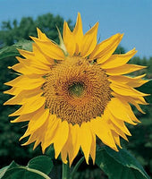 Sunflower Mammoth Organic Seeds