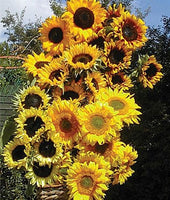 Buy Sunflower Pristine Mix Hybrid Seeds from Fresco Seeds at the Best Prices online in Pakistan, Quick Delivery and Easy Returns only at The Nature's Store, Best organic and natural Flower Seeds and Flower Seeds, Fresco Seeds (Brand) in Pakistan, 