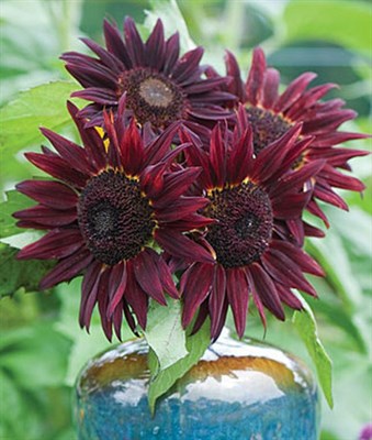 Buy Sunflower Chianti Hybrid Seeds from Fresco Seeds at the Best Prices online in Pakistan, Quick Delivery and Easy Returns only at The Nature's Store, Best organic and natural Flower Seeds and Flower Seeds, Fresco Seeds (Brand) in Pakistan, 