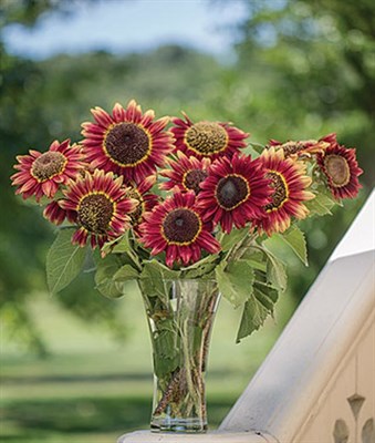 Buy Sunflower Crimson Blaze Seeds from Fresco Seeds at the Best Prices online in Pakistan, Quick Delivery and Easy Returns only at The Nature's Store, Best organic and natural Flower Seeds and Flower Seeds, Fresco Seeds (Brand) in Pakistan, 