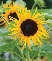 Buy Sunflower Frilly Hybrid Seeds from Fresco Seeds at the Best Prices online in Pakistan, Quick Delivery and Easy Returns only at The Nature's Store, Best organic and natural Flower Seeds and Flower Seeds, Fresco Seeds (Brand) in Pakistan, 