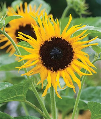 Buy Sunflower Frilly Hybrid Seeds from Fresco Seeds at the Best Prices online in Pakistan, Quick Delivery and Easy Returns only at The Nature's Store, Best organic and natural Flower Seeds and Flower Seeds, Fresco Seeds (Brand) in Pakistan, 