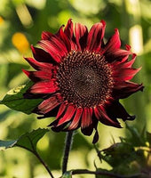 Buy Sunflower Red Wave Hybrid Seeds from Fresco Seeds at the Best Prices online in Pakistan, Quick Delivery and Easy Returns only at The Nature's Store, Best organic and natural Flower Seeds and Flower Seeds, Fresco Seeds (Brand) in Pakistan, 