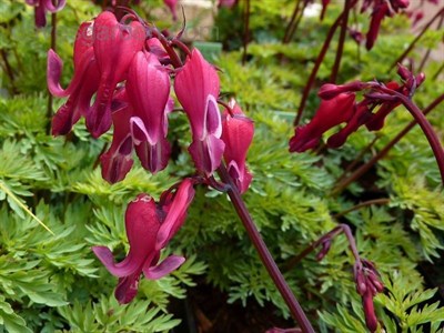 Buy Bleeding Heart Red Fountain from Fresco Seeds at the Best Prices online in Pakistan, Quick Delivery and Easy Returns only at The Nature's Store, Best organic and natural Flower Seeds and Flower Seeds, Fresco Seeds (Brand) in Pakistan, 