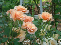 Buy Royal Sunset Climbing Rose Seeds from Fresco Seeds at the Best Prices online in Pakistan, Quick Delivery and Easy Returns only at The Nature's Store, Best organic and natural Vine Seeds and Fresco Seeds (Brand), Vine Seeds in Pakistan, 