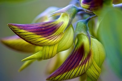 Buy Crotalaria Regal Birdflower Stripes from Fresco Seeds at the Best Prices online in Pakistan, Quick Delivery and Easy Returns only at The Nature's Store, Best organic and natural Flower Seeds and Flower Seeds, Fresco Seeds (Brand) in Pakistan, 