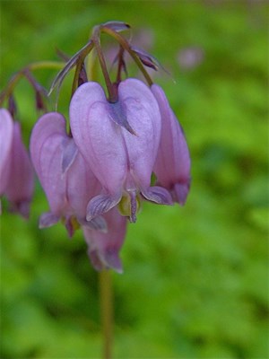 Buy Bleeding Heart Silversmith from Fresco Seeds at the Best Prices online in Pakistan, Quick Delivery and Easy Returns only at The Nature's Store, Best organic and natural Flower Seeds and Flower Seeds, Fresco Seeds (Brand) in Pakistan, 