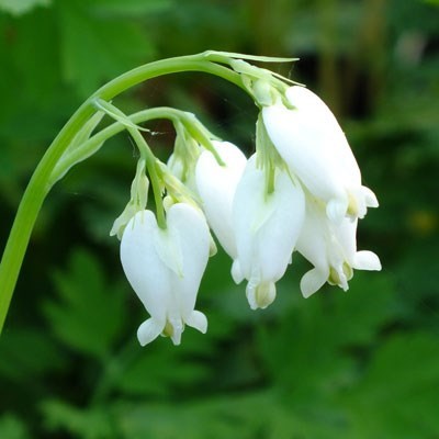 Buy Bleeding Heart Snowdrift from Fresco Seeds at the Best Prices online in Pakistan, Quick Delivery and Easy Returns only at The Nature's Store, Best organic and natural Flower Seeds and Flower Seeds, Fresco Seeds (Brand) in Pakistan, 
