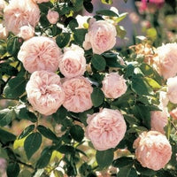 Souvenir de la Malmaison Climbing Rose Seeds