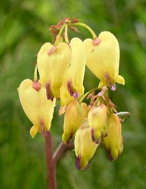 Buy Bleeding Heart Sulphur from Fresco Seeds at the Best Prices online in Pakistan, Quick Delivery and Easy Returns only at The Nature's Store, Best organic and natural Flower Seeds and Flower Seeds, Fresco Seeds (Brand) in Pakistan, 