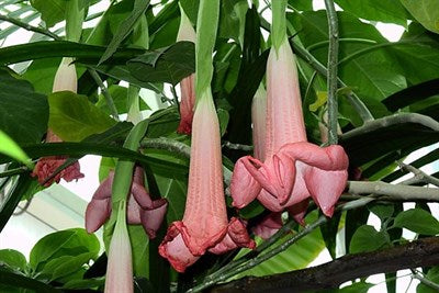 Buy Equadore Pink Datura from Fresco Seeds at the Best Prices online in Pakistan, Quick Delivery and Easy Returns only at The Nature's Store, Best organic and natural Flower Seeds and Flower Seeds, Fresco Seeds (Brand) in Pakistan, 