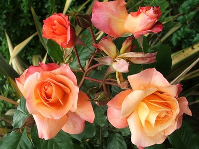 Buy Westerland Climbing Rose Seeds from Fresco Seeds at the Best Prices online in Pakistan, Quick Delivery and Easy Returns only at The Nature's Store, Best organic and natural Vine Seeds and Fresco Seeds (Brand), Vine Seeds in Pakistan, 