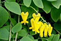 Buy Bleeding Heart Yellow Dot from Fresco Seeds at the Best Prices online in Pakistan, Quick Delivery and Easy Returns only at The Nature's Store, Best organic and natural Flower Seeds and Flower Seeds, Fresco Seeds (Brand) in Pakistan, 